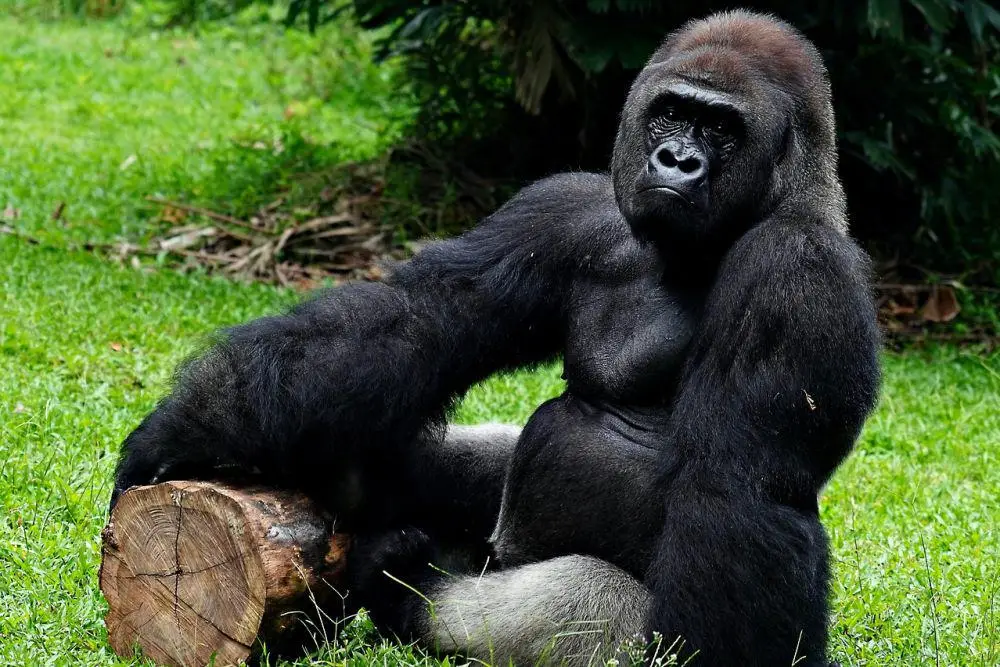 Di Balik Tubuh Besarnya, Ini Alasan Gorila Jadi Primata Terkuat di Bumi