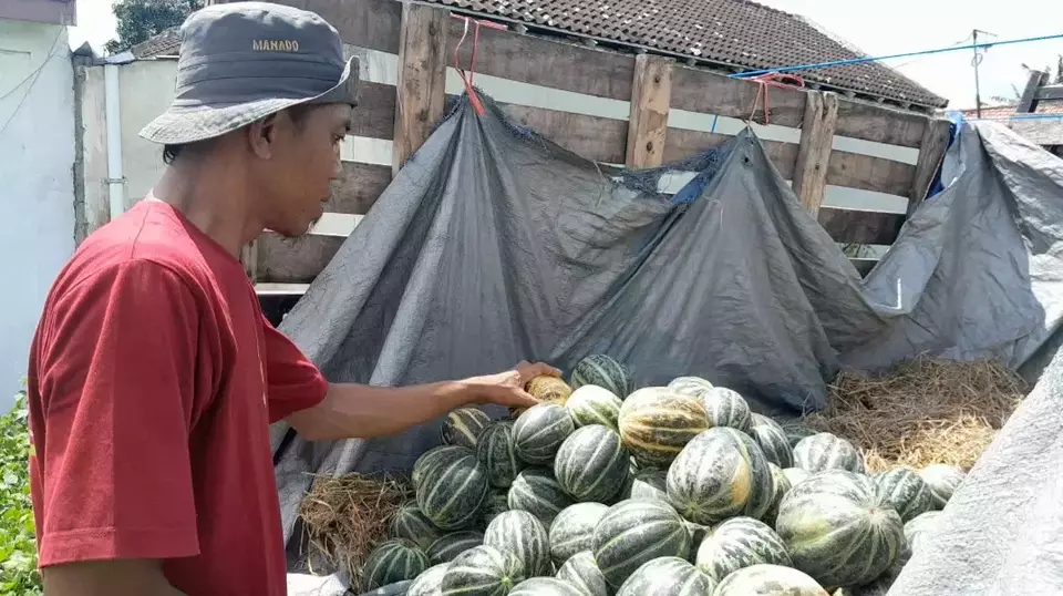 Petani Blewah Lumajang Raup Untung di Bulan Puasa