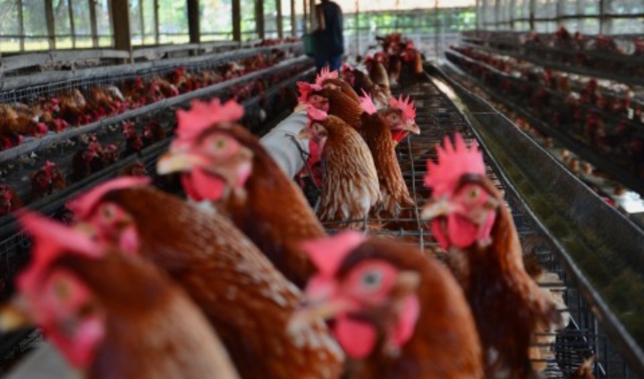 Impor Ayam AS Diklaim Perkuat Industri Dalam Negeri