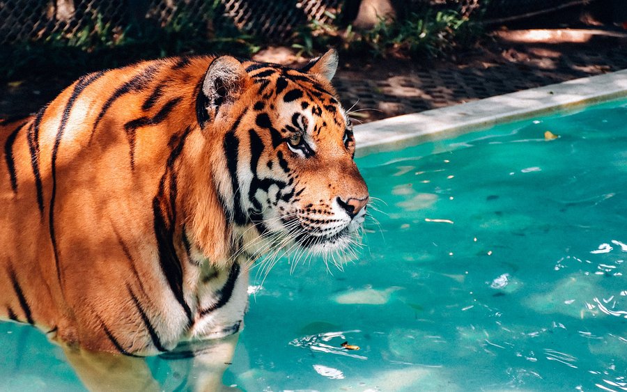 Puluhan Harimau Mati Mendadak, Tiger Kingdom Chiang Mai Ditutup Sementara