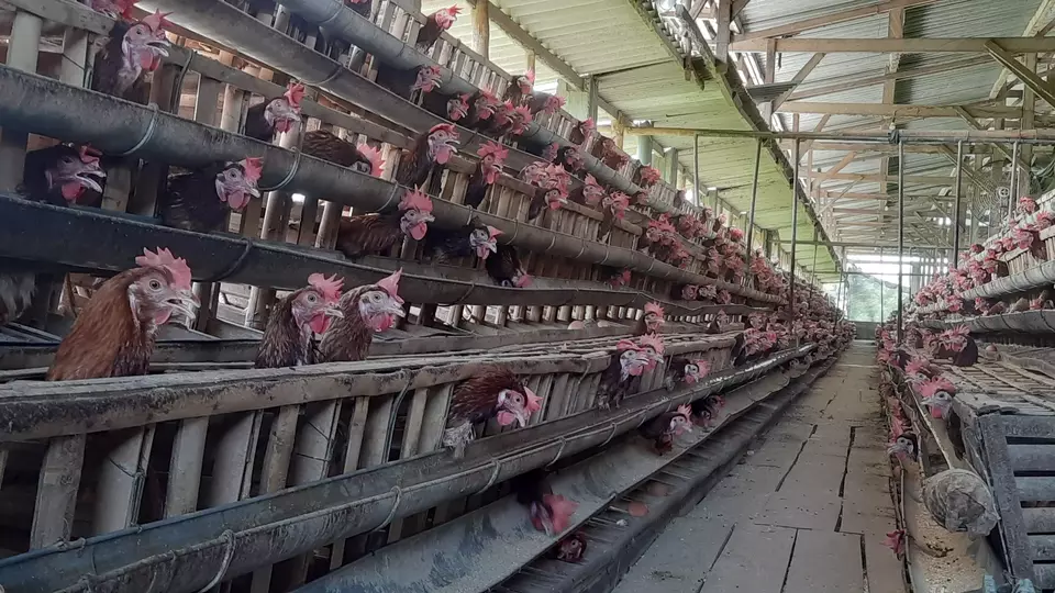 Pulo Kambing Perkuat Ketahanan Pangan Lewat Ayam Petelur