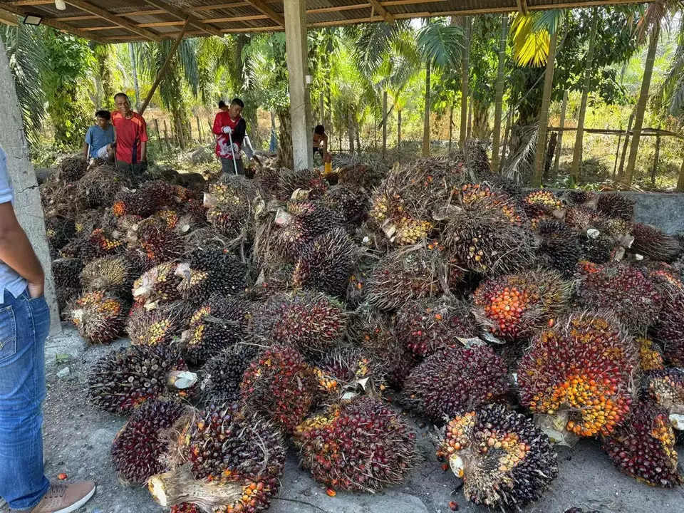 Indonesia Promosikan Biomassa Sawit di Tokyo