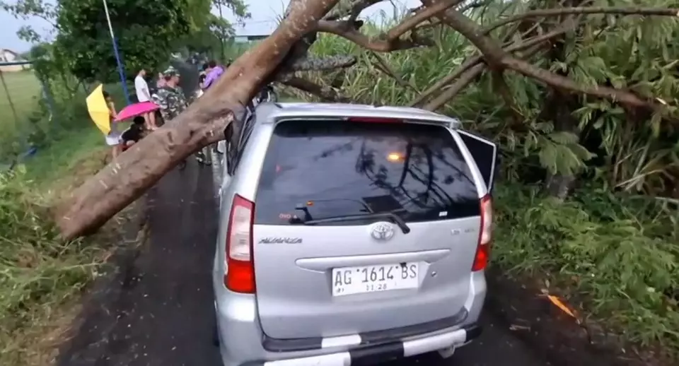 Cuaca Ekstrem di Kediri, Belasan Pohon Tumbang