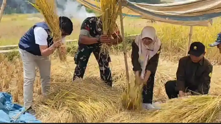 Perkuat Stok Pangan, Bulog Sungai Penuh Sudah Serap 200 Ton Gabah Petani