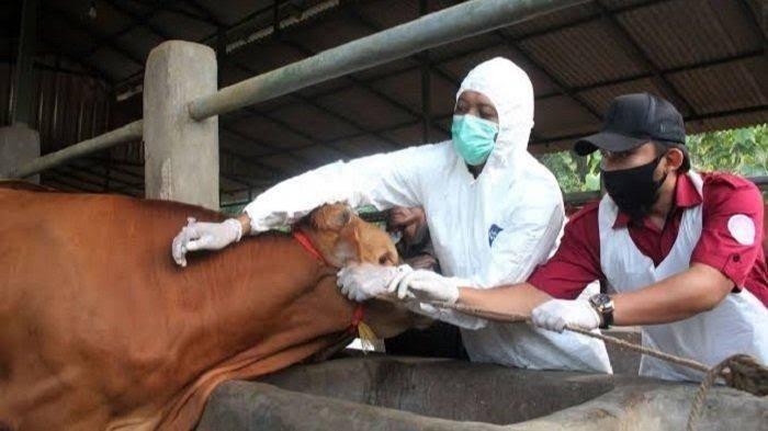Stok Vaksin Melimpah, Pemkab Batang Hari Imbau Peternak Lindungi Sapi Bali