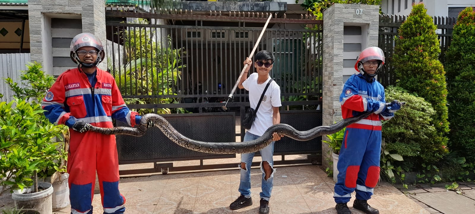 Geger! Ular Sanca 4 Meter Muncul di Permukiman Paal Merah, Damkar Jambi Bergerak Cepat Amankan Lokasi