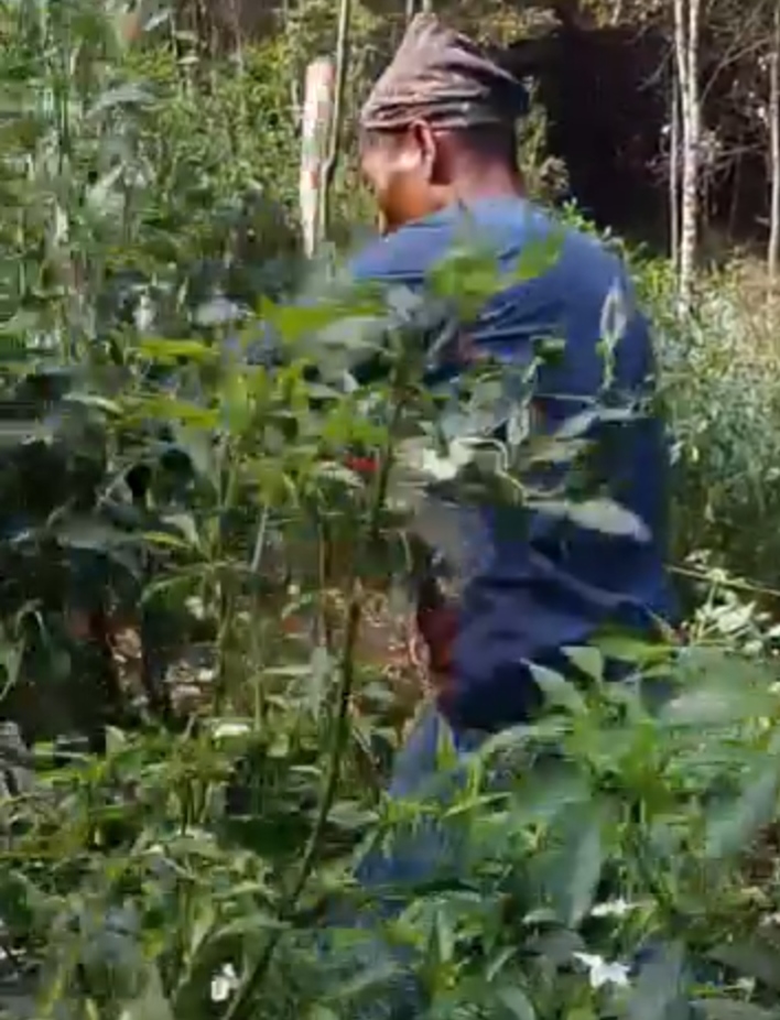 Harga Anjlok, Petani Cabai di Kerinci Terpaksa Tebang Tanaman yang Sudah Berbuah