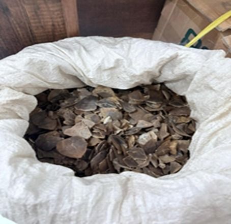 Dua Pelaku Perdagangan Sisik Trenggiling Ditangkap di Medan