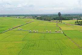 Produksi Beras Meningkat, Pemkab Batang Hari Perluas Lahan Sawah