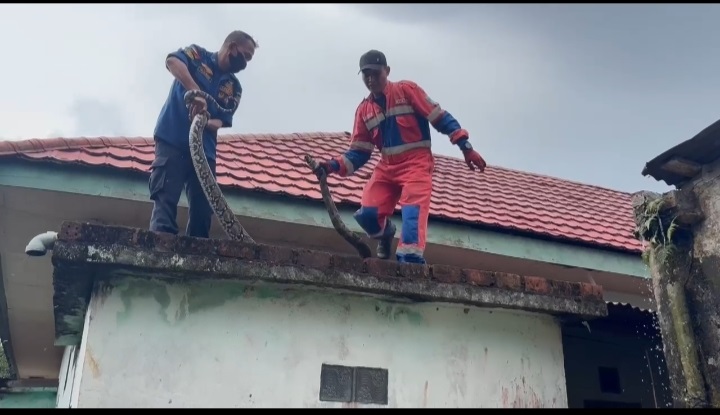 Damkar Evakuasi Ular Sanca 3,5 Meter di Jambi