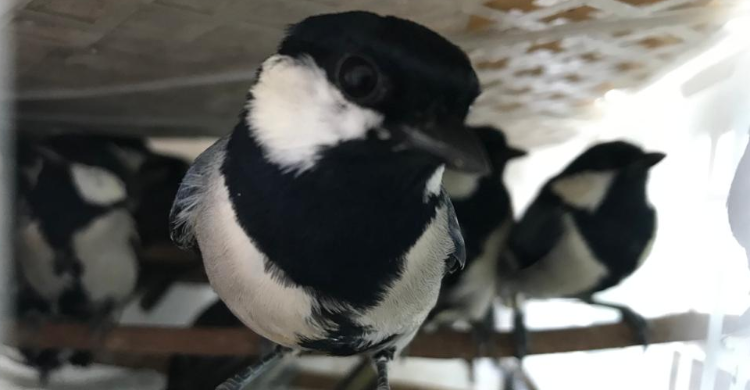 446 Ekor Burung Disita di Jambi, Gagal Diselundupkan ke Luar Daerah