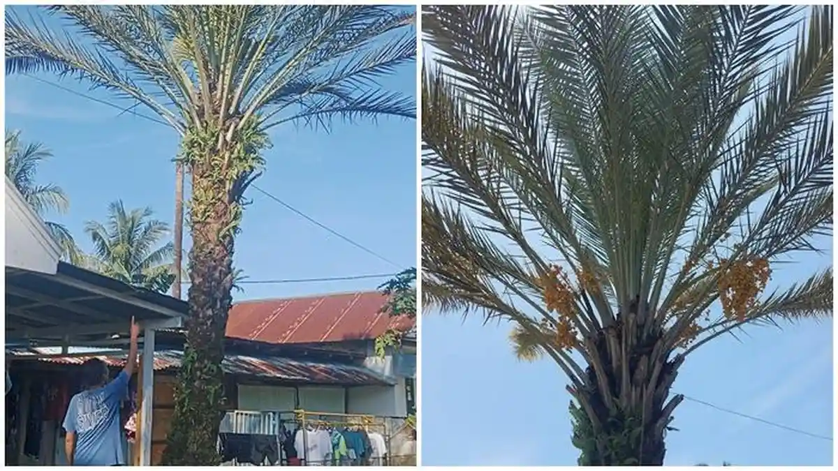 Ditanam Iseng, Berbuah Serius,Pohon Kurma 15 Tahun di Palembang Kembali Berbuah