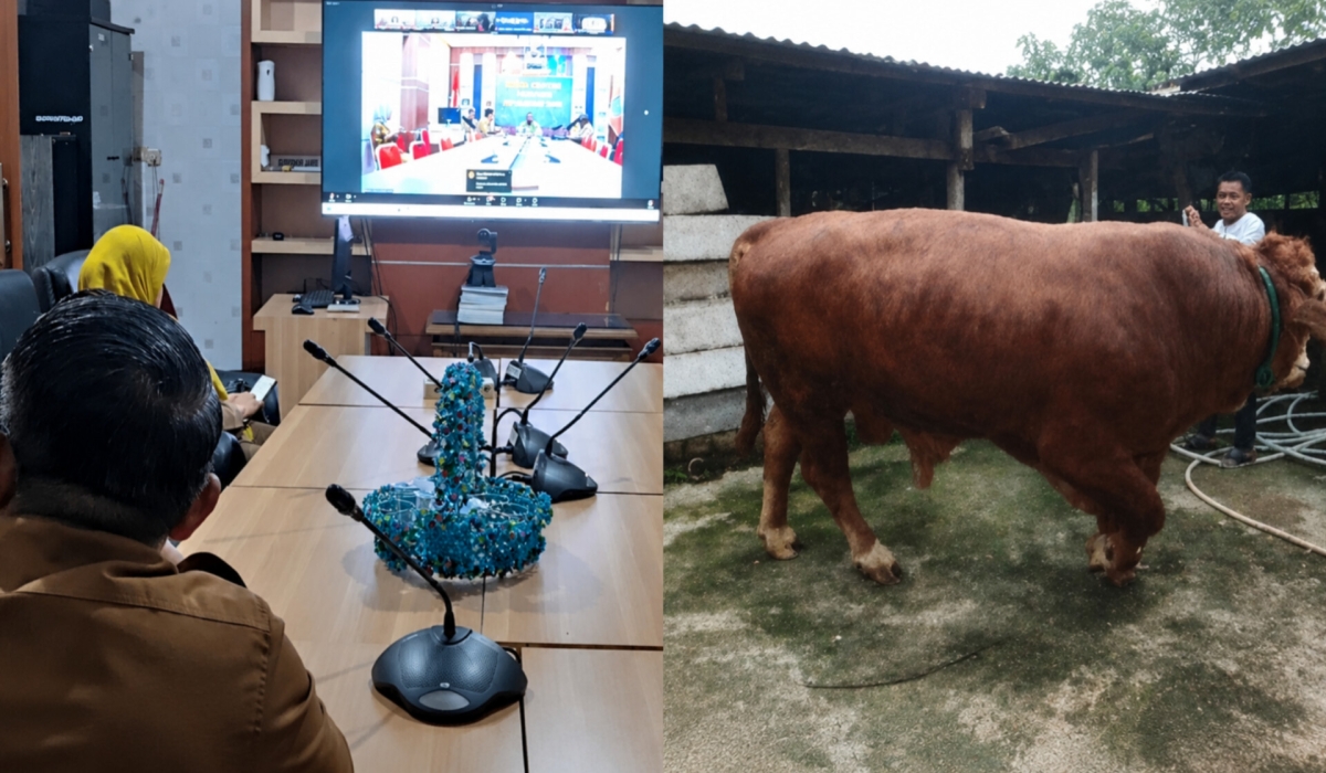 Sapi Simental 826 Kg Bantuan Presiden Prabowo Hadir untuk Warga Pamenang