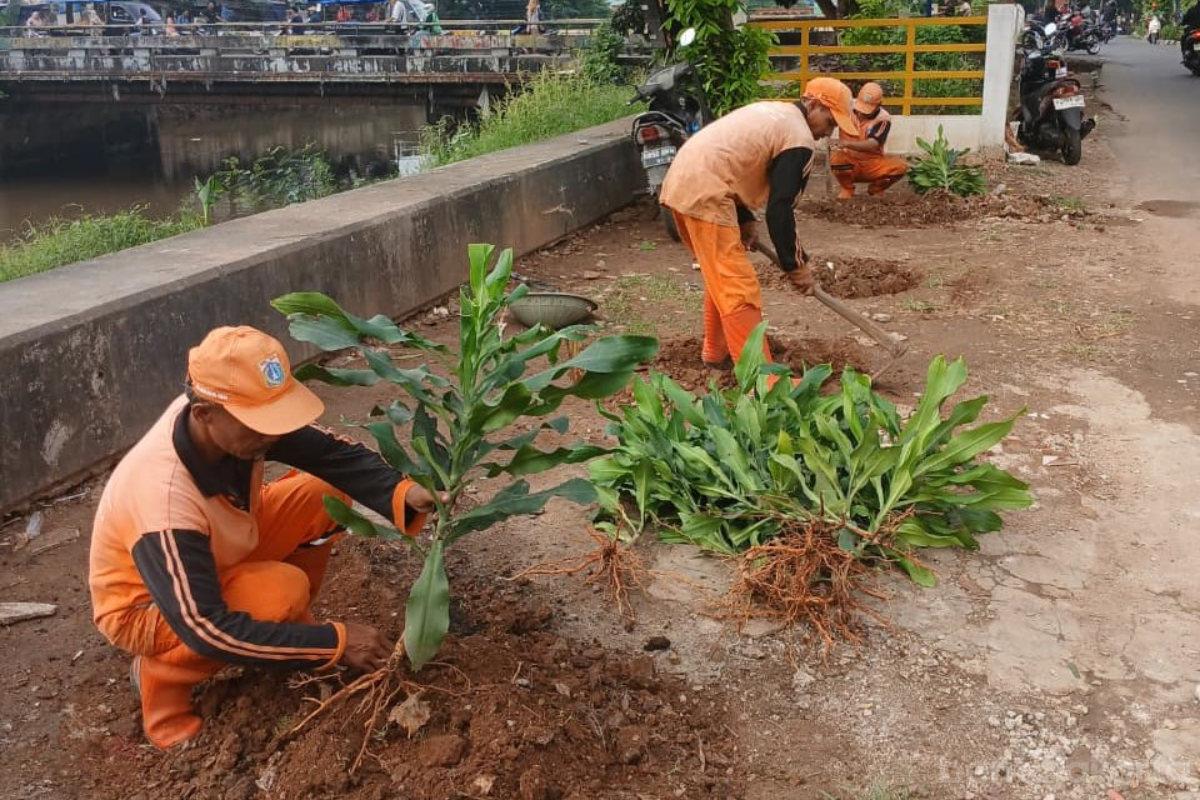 145 Pohon Ditanam di Kembangan Utara, Bantaran Kali Disulap Jadi Ruang Hijau Asri