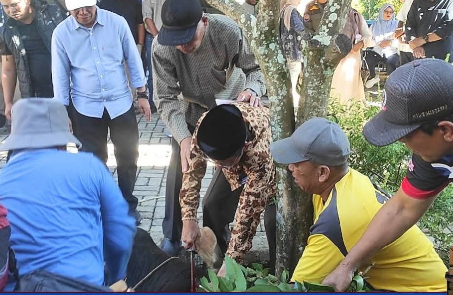Pemkot Sungai Penuh Tebar Kepedulian Lewat 39 Ekor Sapi Kurban