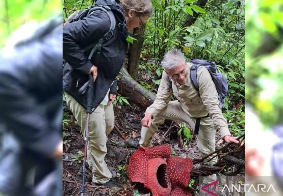 Pesona Rafflesia Arnoldii di Agam Tarik Puluhan Turis Mancanegara