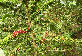 20 Ton Kopi Kerinci Tembus Pasar Tiongkok, Bukti Kualitas Kopi Lokal Mendunia