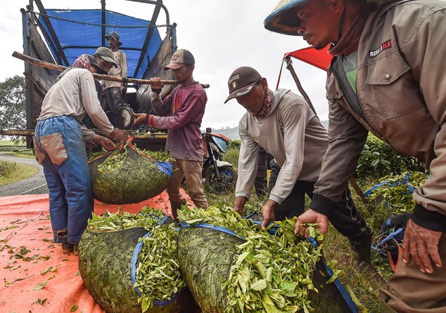 Kayu Aro Bukti Kekuatan Teh Indonesia, Produksi Tembus Ribuan Ton