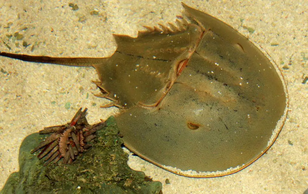 Bukan Punah! Inilah Hewan Purba yang Masih Bertahan di Hutan dan Laut Indonesia