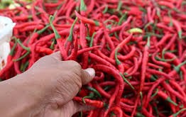 Cabai Rawit Merah Masih Pedas, Harganya Capai Rp91.650 per Kg