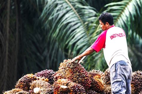 Harga Sawit Riau Kembali Menguat, TBS Usia 9 Tahun Capai Rp3.785 per Kg