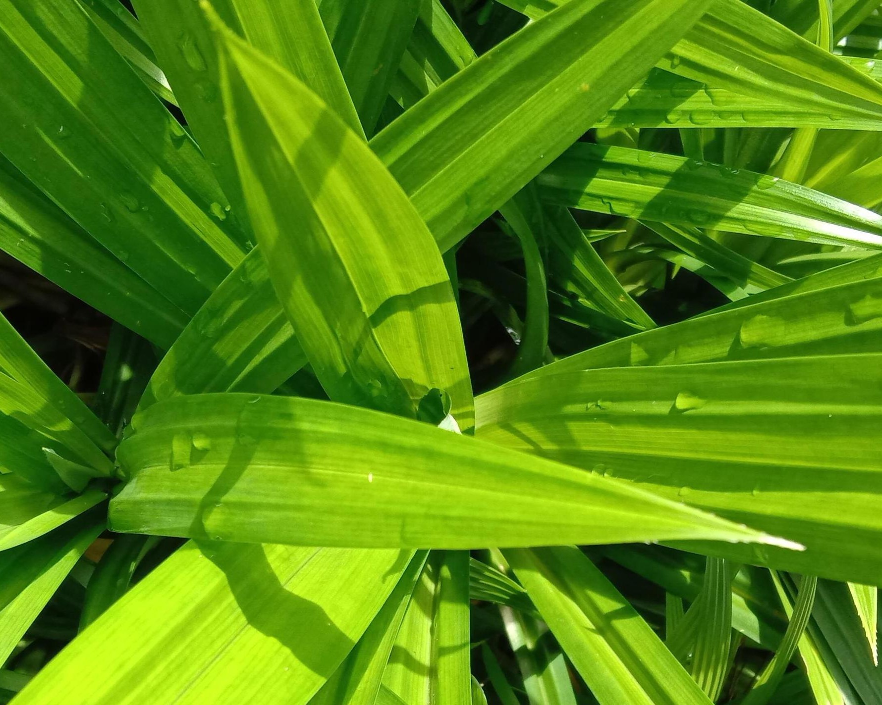 Jangan Anggap Sepele, Daun Pandan Ternyata Punya Segudang Manfaat untuk Kesehatan Tubuh