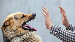 Pasca Balita Digigit Anjing, Dinas Pertanian Prabumulih Siapkan Vaksinasi Rabies Massal