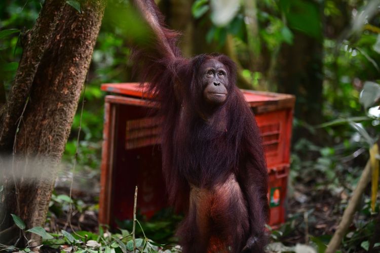 Tiga Orangutan Hasil Rehabilitasi Kembali ke Hutan Lindung Kutai Timur