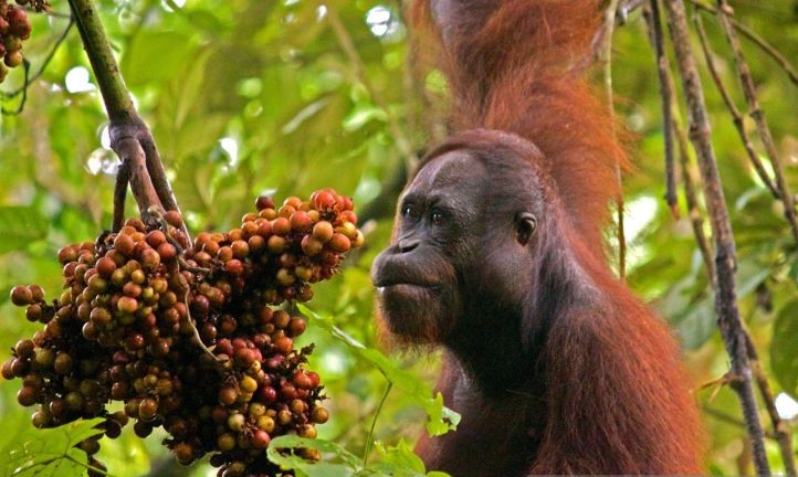 Menjelajah Taman Nasional Kutai, Rumah Orangutan dan Hutan Purba Kalimantan