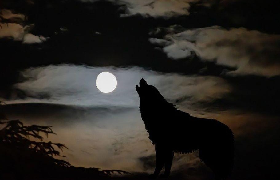 Anjing Menggonggong Tengah Malam Bukan Selalu Pertanda Mistis, Ini Penjelasan Ahlinya