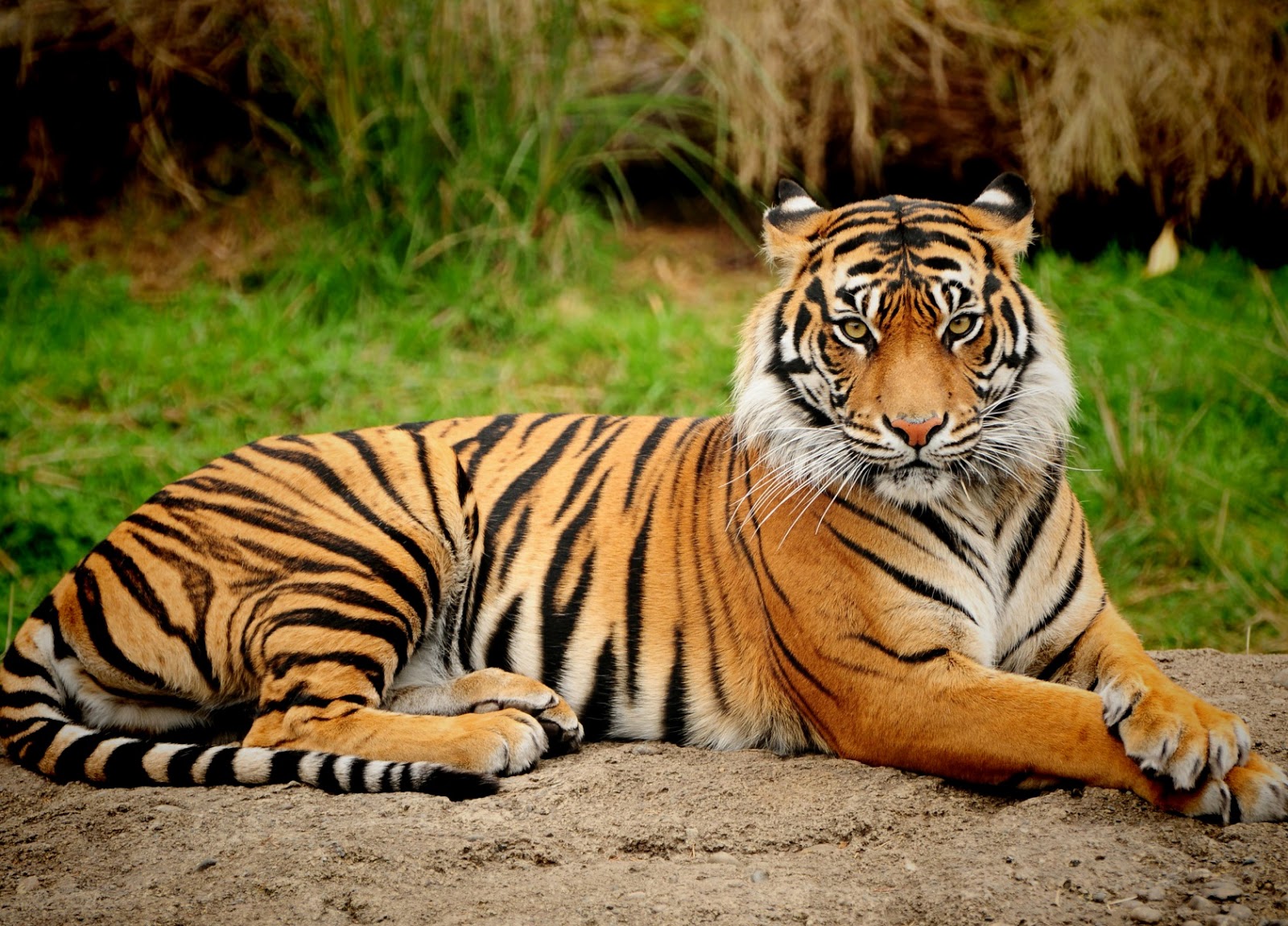 Dua Anak Harimau Sumatra Kembali Terekam di Kerinci Seblat, Tumbuh Sehat hingga Remaja