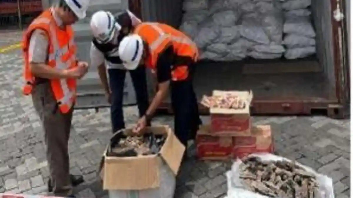 Kemenhut Tuntaskan Kasus Penyelundupan 3 Ton Sisik Trenggiling ke Kamboja