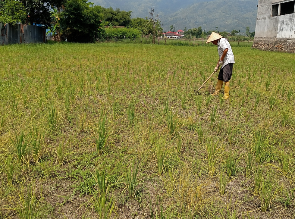 Padi Tak Tumbuh, Rumput Malah Subur,Lahan Persawahan Warga Sungai Penuh Kekeringan