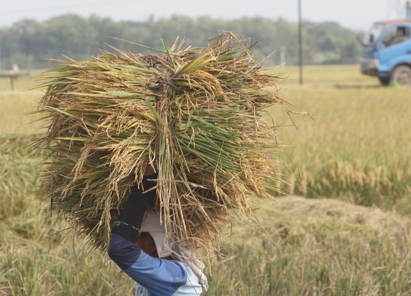 Gabah Petani Makin Mahal,Bulog Sungai Penuh Hadapi Persaingan Dalam Pembelian