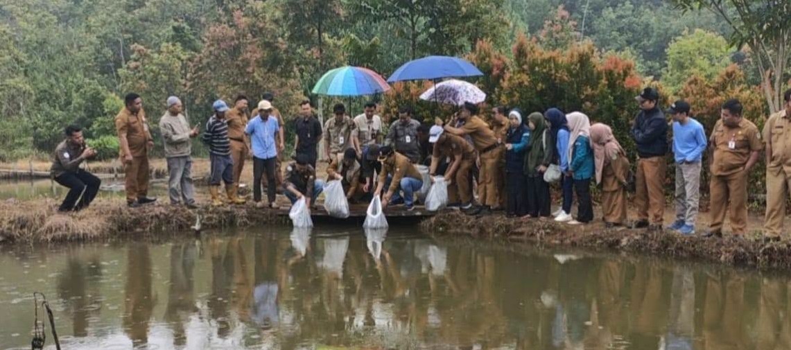 12 Ribu Benih Nila Hitam Siap Kembangkan Budidaya Ikan di Sungai Penuh