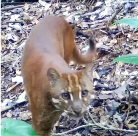 Jejak Satwa Liar Terekam Kamera Jebak, Bukti Hutan TNKS Masih Alami