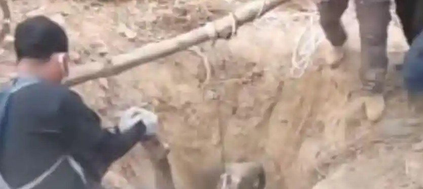 Misteri Kematian Anak Gajah di Tebo, Gakkum Telusuri Penyebab Kematiannya