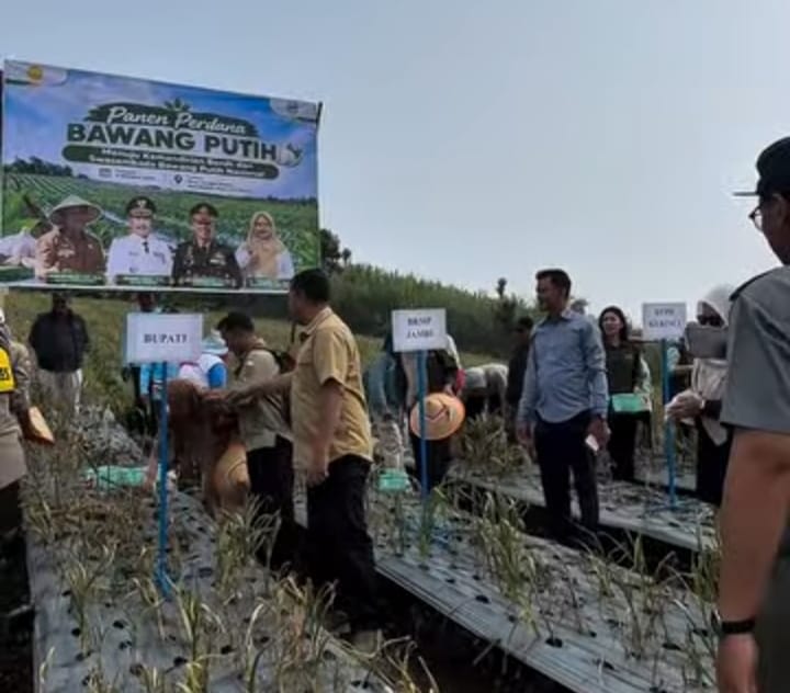 Panen Perdana Bawang Putih di Kerinci Buka Jalan Menuju Swasembada